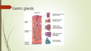 Gastric glands
 