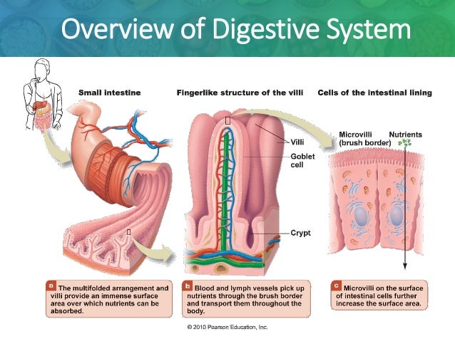 Digestion Absorption And Transport Of Food