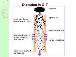 Digestionabsorption in GIT_ best and important | PDF