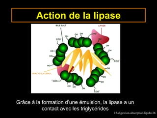 Digestion_absorption_lipides.ppt