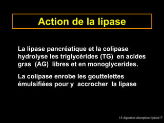 Digestion_absorption_lipides.ppt
