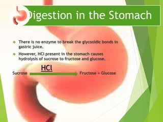 Digestion in the Stomach 
 There is no enzyme to break the glycosidic bonds in 
gastric juice. 
 However, HCl present in the stomach causes 
hydrolysis of sucrose to fructose and glucose. 
HCl 
Sucrose Fructose + Glucose 
 