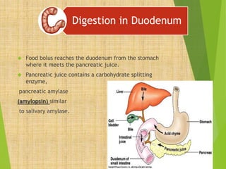 Digestion in Duodenum 
 Food bolus reaches the duodenum from the stomach 
where it meets the pancreatic juice. 
 Pancreatic juice contains a carbohydrate splitting 
enzyme, 
pancreatic amylase 
(amylopsin) similar 
to salivary amylase. 
 