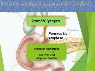 Reaction catalyzed by pancreatic amylase 
Starch/Glycogen 
Pancreatic 
Amylase 
Maltose/ Isomaltose 
+ 
Dextrins and 
oligosaccharides 
 