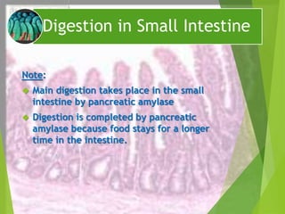 Digestion in Small Intestine 
Note: 
 Main digestion takes place in the small 
intestine by pancreatic amylase 
 Digestion is completed by pancreatic 
amylase because food stays for a longer 
time in the intestine. 
 