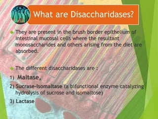 What are Disaccharidases? 
 They are present in the brush border epithelium of 
intestinal mucosal cells where the resultant 
monosaccharides and others arising from the diet are 
absorbed. 
 The different disaccharidases are : 
1) Maltase, 
2) Sucrase-Isomaltase (a bifunctional enzyme catalyzing 
hydrolysis of sucrose and isomaltose) 
3) Lactase 
 