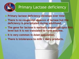 Primary Lactase deficiency 
 Primary lactase deficiency develops over time 
 There is no congenital absence of lactase but the 
deficiency is precipitated during adulthood. 
 The gene for lactose is normally expressed upto RNA 
level but it is not translated to form enzyme. 
 It is very common in Asian population. 
 There is intolerance to milk + dairy products. 
 