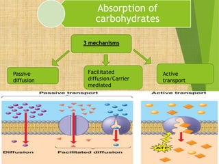 Absorption of 
carbohydrates 
3 mechanisms 
Passive 
diffusion 
Facilitated 
diffusion/Carrier 
mediated 
Active 
transport 
 