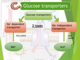 Glucose transporters 
Glucose transporters 
Na+ dependent 
transporter 
Na+ independent 
transporter 
2 types 
Also called Also 
SGLT GLUT 
called 
 