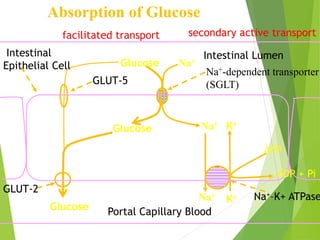 Absorption of Glucose 
facilitated transport secondary active transport 
Intestinal 
Epithelial Cell 
Glucose 
Glucose 
Glucose 
GLUT-5 
Intestinal Lumen 
Na+ 
Na+-dependent transporter 
(SGLT) 
Na+ K+ 
Na+ 
K+ 
GLUT-2 
Portal Capillary Blood 
ATP 
ADP + Pi 
Na+–K+ ATPase 
 