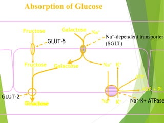 Absorption of Glucose 
Galactose 
GLUT-5 
Na+ 
Na+-dependent transporter 
(SGLT) 
Na+ K+ 
Na+ 
K+ 
GLUT-2 
ATP 
ADP + Pi 
Na+–K+ ATPase 
Galactose 
Fructose 
Fructose 
Galactose 
Fructose 
 