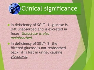 Clinical significance 
 In deficiency of SGLT- 1, glucose is 
left unabsorbed and is excreted in 
feces. Galactose is also 
malabsorbed. 
 In deficiency of SGLT- 2, the 
filtered glucose is not reabsorbed 
back, it is lost in urine, causing 
glycosuria. 
 
