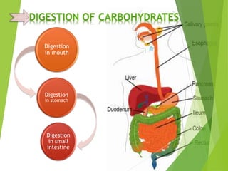 Digestion 
in mouth 
Digestion 
in stomach 
Digestion 
in small 
intestine 
 