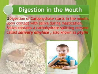 Digestion in the Mouth 
Digestion of Carbohydrate starts in the mouth, 
upon contact with saliva during mastication. 
Saliva contains a carbohydrate splitting enzyme 
called salivary amylase , also known as ptylin. 
 