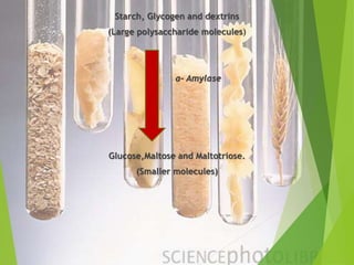Starch, Glycogen and dextrins 
(Large polysaccharide molecules) 
α- Amylase 
Glucose,Maltose and Maltotriose. 
(Smaller molecules) 
 