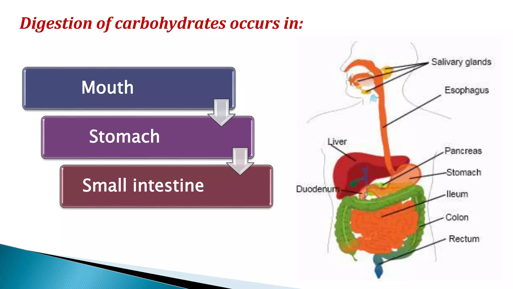 Mouth
Stomach
Small intestine
Digestion of carbohydrates occurs in:
 