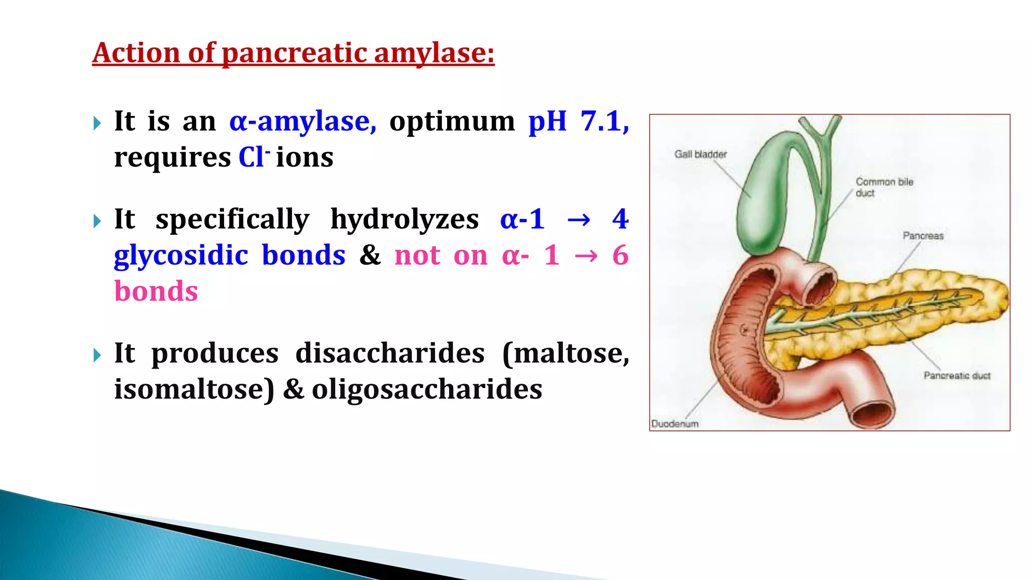Action of pancreatic amylase:
 It is an α-amylase, optimum pH 7.1,
requires Cl- ions
 It specifically hydrolyzes α-1 → 4
glycosidic bonds & not on α- 1 → 6
bonds
 It produces disaccharides (maltose,
isomaltose) & oligosaccharides
 