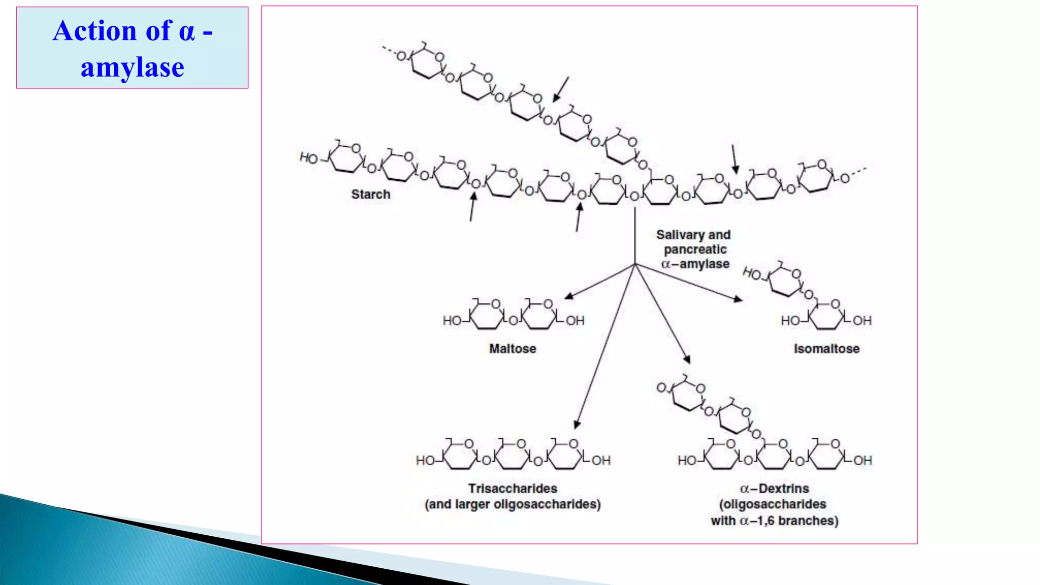 Action of α -
amylase
 