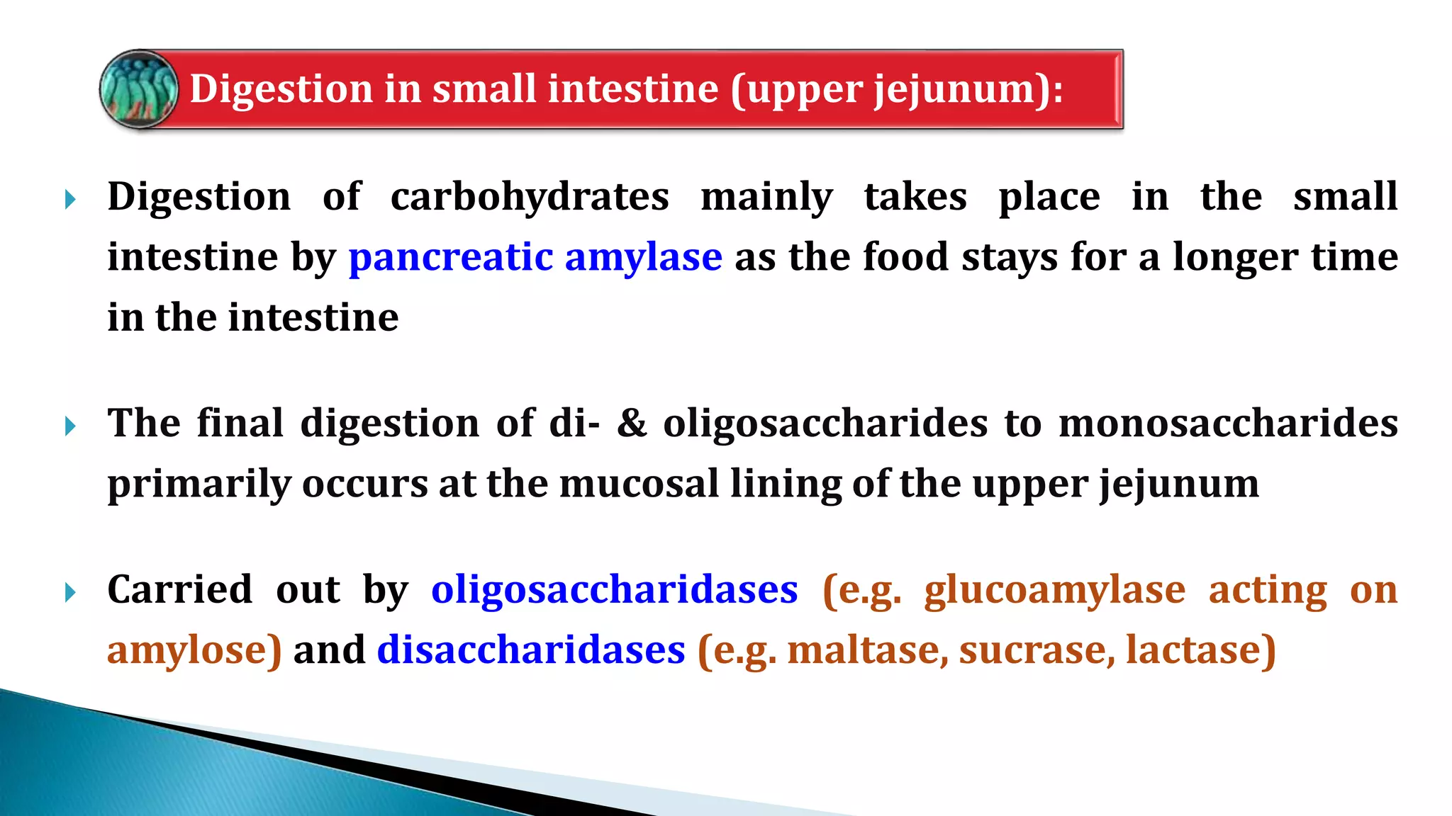Digestion in small intestine (upper jejunum):
 Digestion of carbohydrates mainly takes place in the small
intestine by pancreatic amylase as the food stays for a longer time
in the intestine
 The final digestion of di- & oligosaccharides to monosaccharides
primarily occurs at the mucosal lining of the upper jejunum
 Carried out by oligosaccharidases (e.g. glucoamylase acting on
amylose) and disaccharidases (e.g. maltase, sucrase, lactase)
 