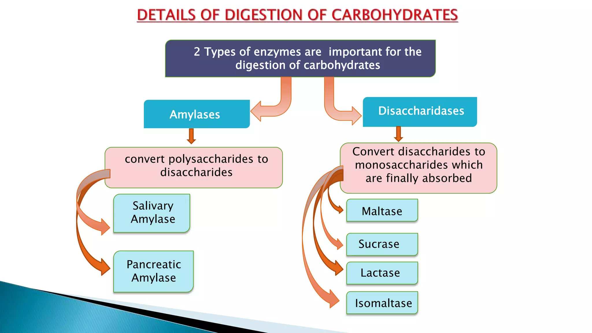 2 Types of enzymes are important for the
digestion of carbohydrates
Amylases Disaccharidases
Salivary
Amylase
Pancreatic
Amylase
convert polysaccharides to
disaccharides
Convert disaccharides to
monosaccharides which
are finally absorbed
Maltase
Sucrase
Lactase
Isomaltase
 