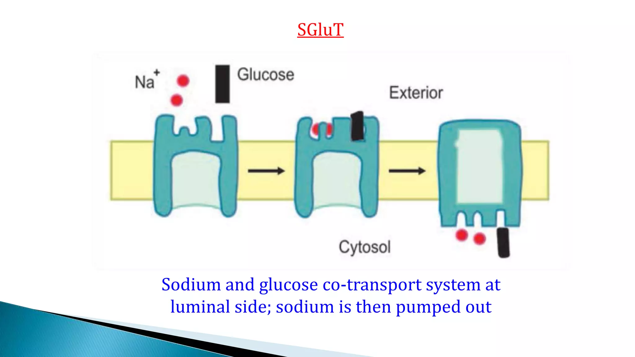 SGluT
Sodium and glucose co-transport system at
luminal side; sodium is then pumped out
 