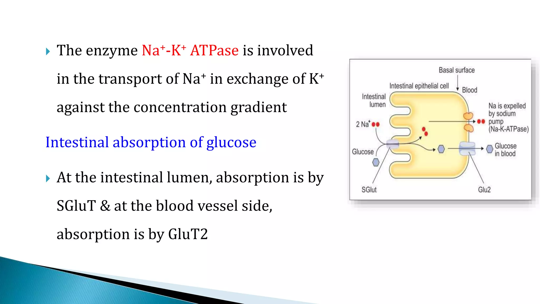  The enzyme Na+-K+ ATPase is involved
in the transport of Na+ in exchange of K+
against the concentration gradient
Intestinal absorption of glucose
 At the intestinal lumen, absorption is by
SGluT & at the blood vessel side,
absorption is by GluT2
 