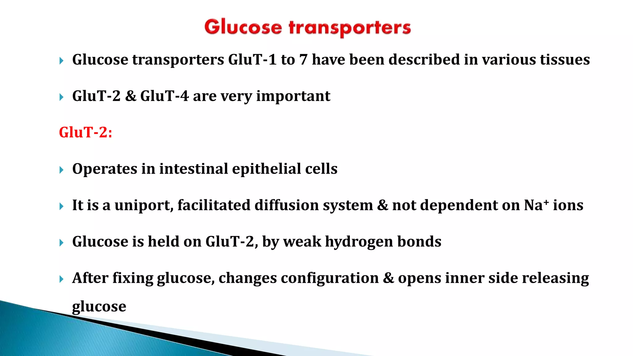  Glucose transporters GluT-1 to 7 have been described in various tissues
 GluT-2 & GluT-4 are very important
GluT-2:
 Operates in intestinal epithelial cells
 It is a uniport, facilitated diffusion system & not dependent on Na+ ions
 Glucose is held on GluT-2, by weak hydrogen bonds
 After fixing glucose, changes configuration & opens inner side releasing
glucose
 