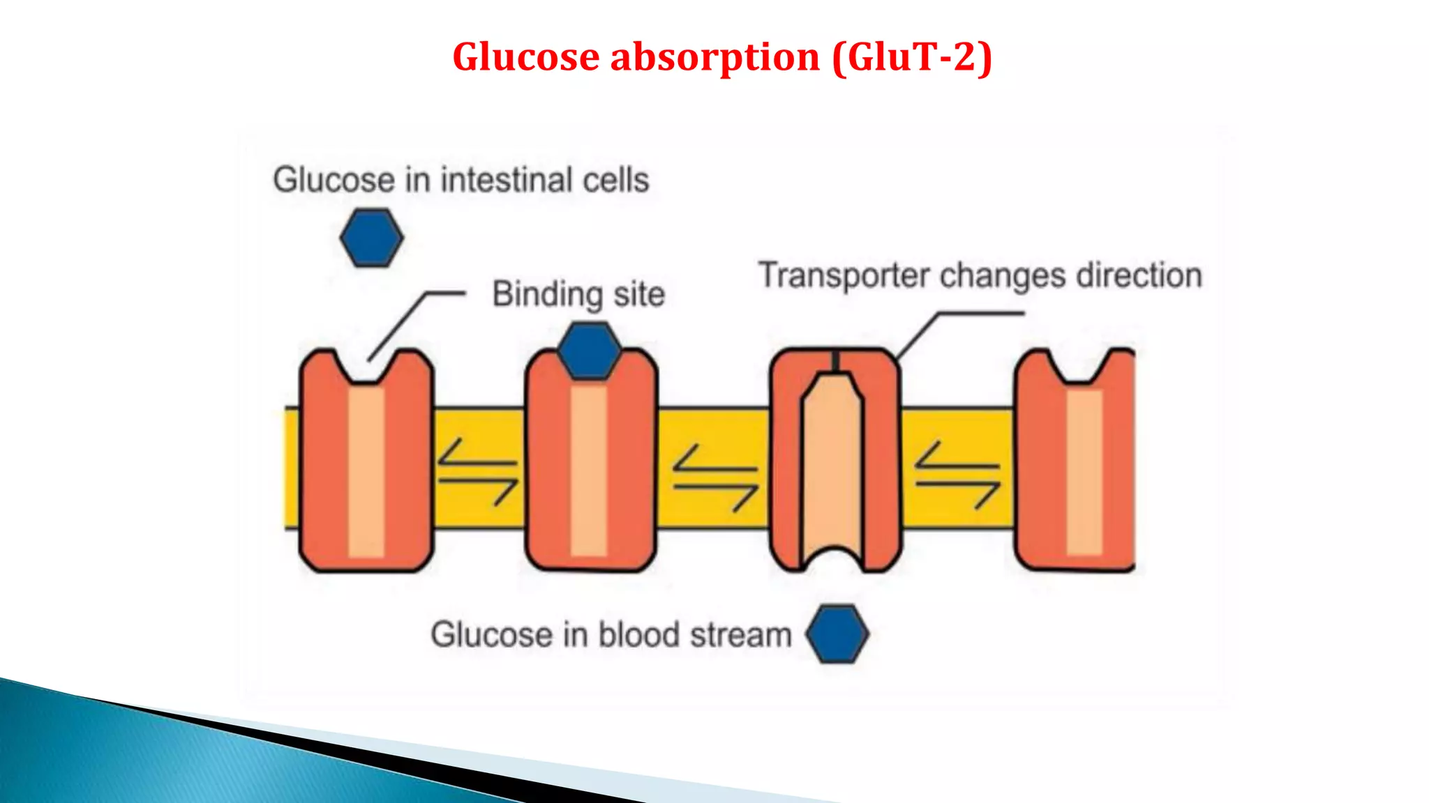 Glucose absorption (GluT-2)
 