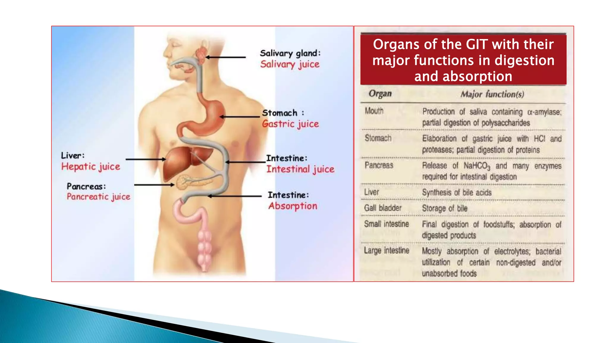 Organs of the GIT with their
major functions in digestion
and absorption
 