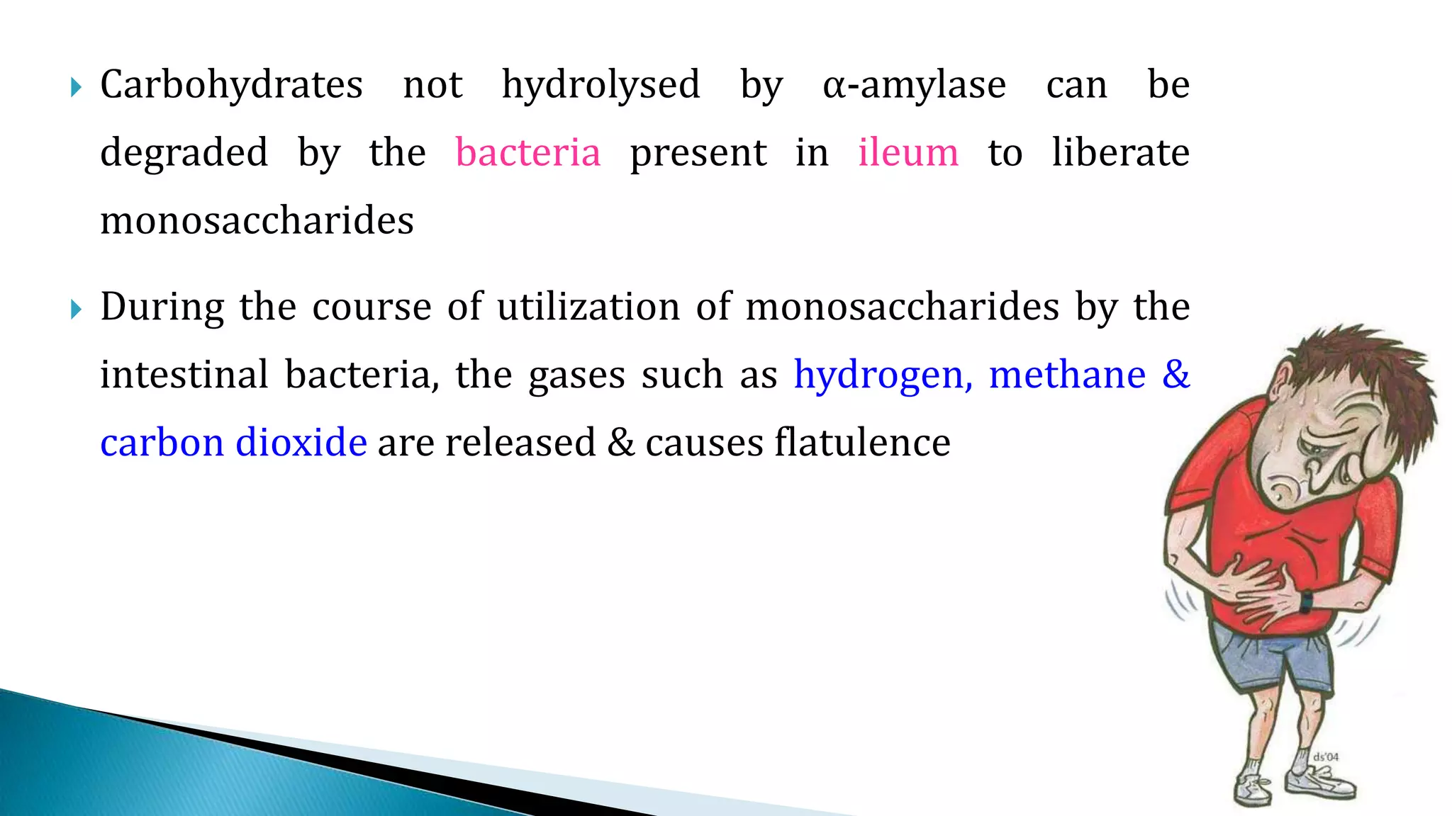 Carbohydrates not hydrolysed by α-amylase can be
degraded by the bacteria present in ileum to liberate
monosaccharides
 During the course of utilization of monosaccharides by the
intestinal bacteria, the gases such as hydrogen, methane &
carbon dioxide are released & causes flatulence
 
