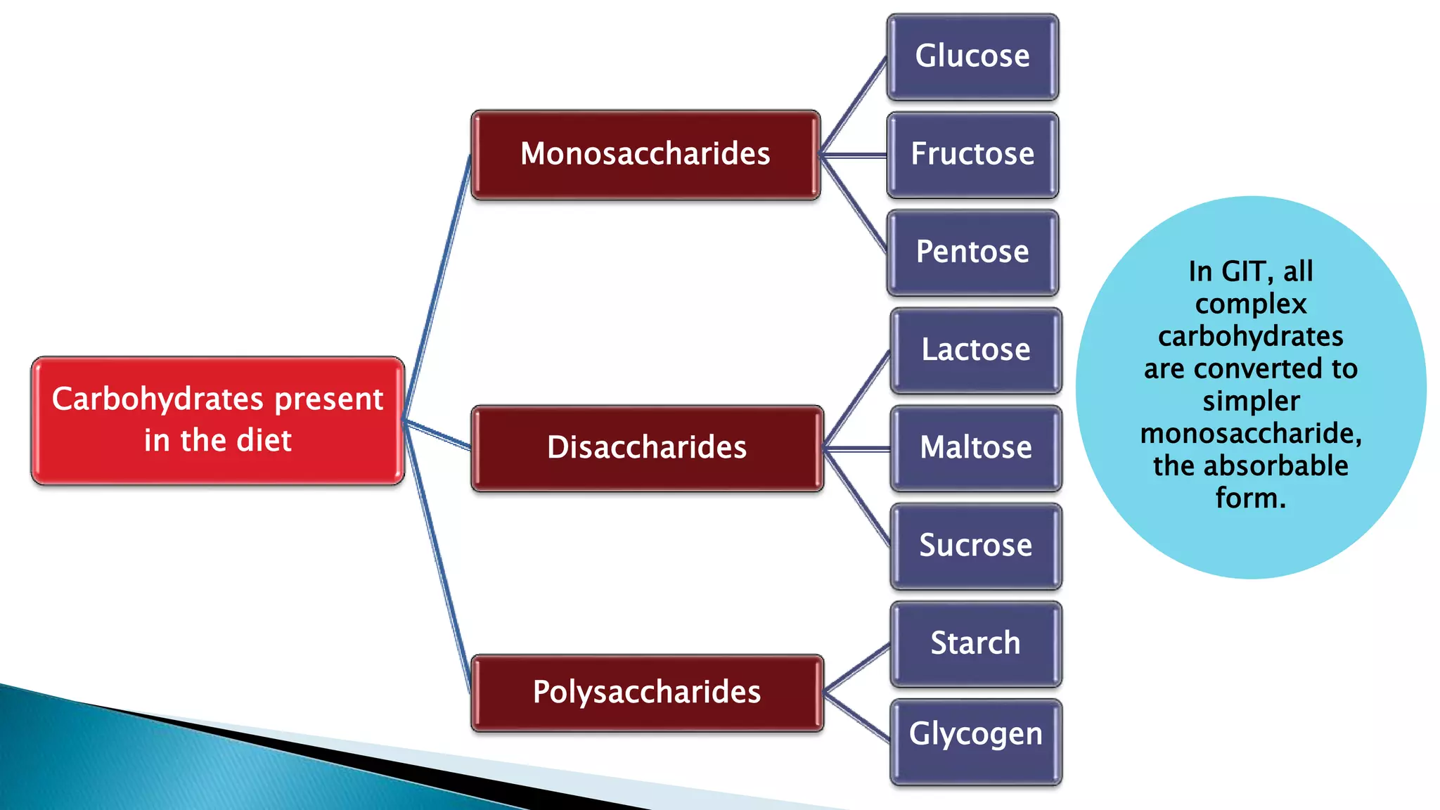 Carbohydrates present
in the diet
Monosaccharides
Glucose
Fructose
Pentose
Disaccharides
Lactose
Maltose
Sucrose
Polysaccharides
Starch
Glycogen
In GIT, all
complex
carbohydrates
are converted to
simpler
monosaccharide,
the absorbable
form.
 