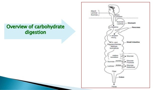 What Is The End Product Of Carbohydrate Digestion Digestion & absorption of carbohydrates