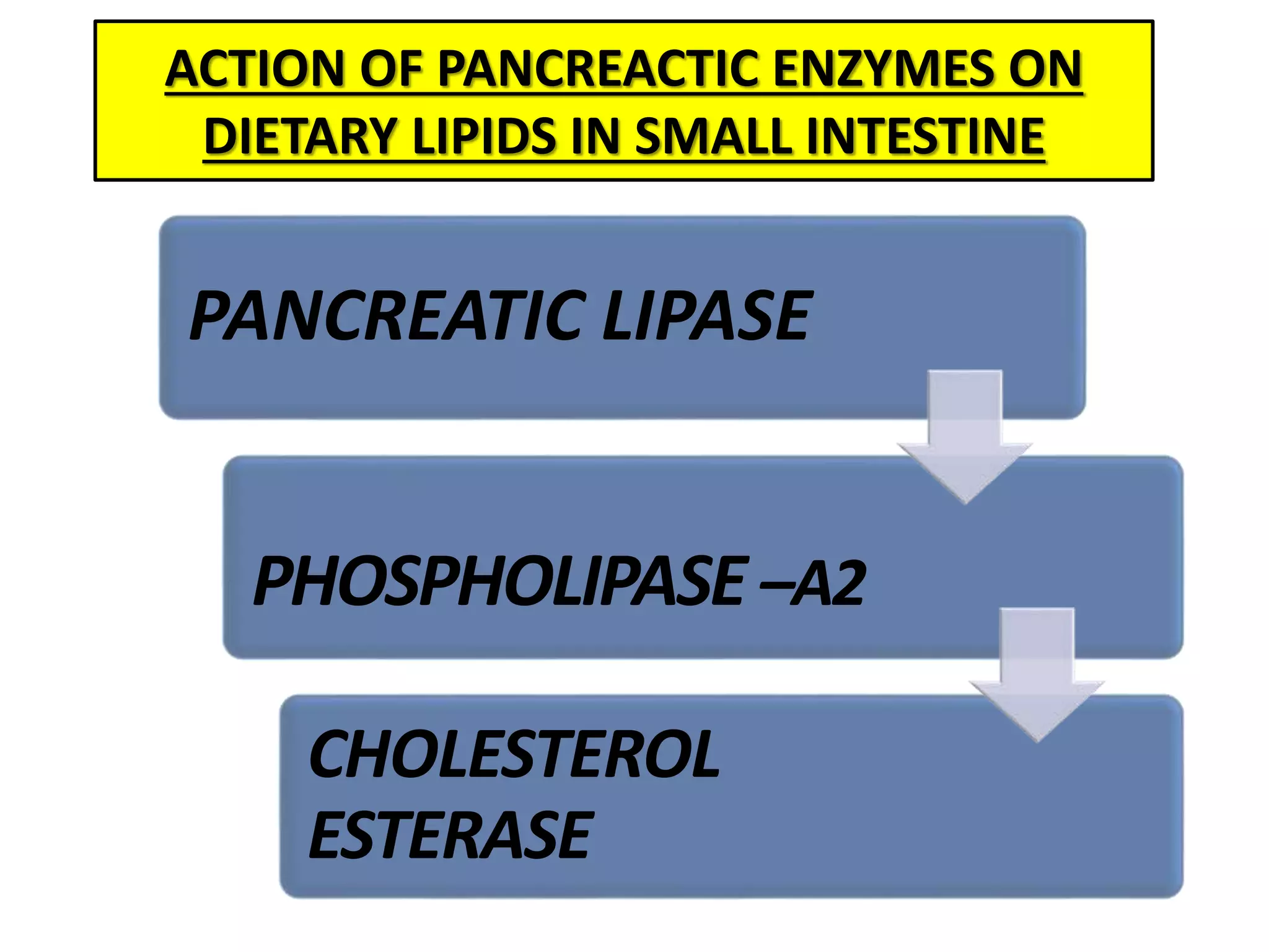 ACTION OF PANCREACTIC ENZYMES ON
DIETARY LIPIDS IN SMALL INTESTINE
PANCREATIC LIPASE
CHOLESTEROL
ESTERASE
PHOSPHOLIPASE –A2
 