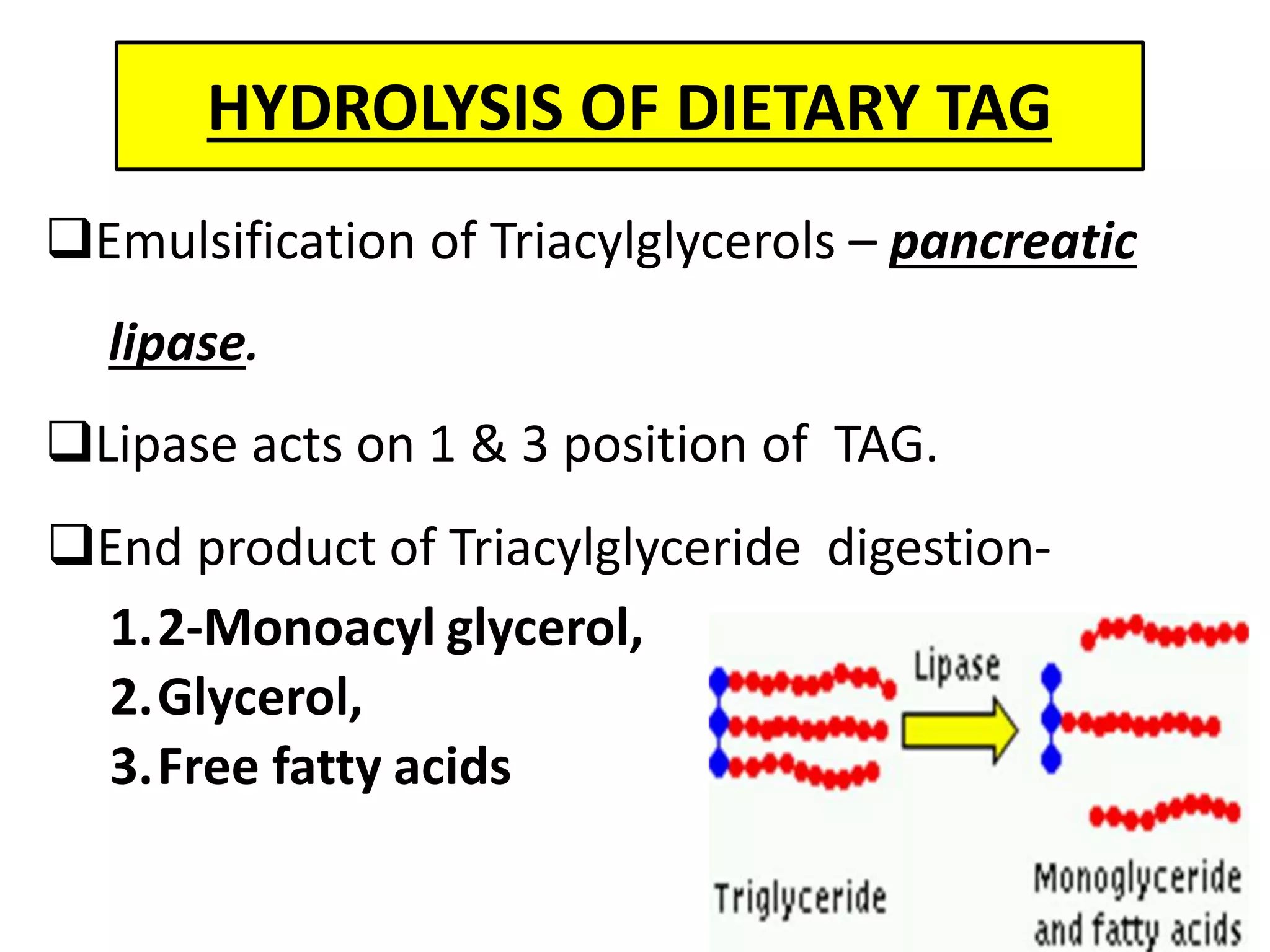 HYDROLYSIS OF DIETARY TAG
Emulsification of Triacylglycerols – pancreatic
lipase.
Lipase acts on 1 & 3 position of TAG.
End product of Triacylglyceride digestion-
1.2-Monoacyl glycerol,
2.Glycerol,
3.Free fatty acids
 