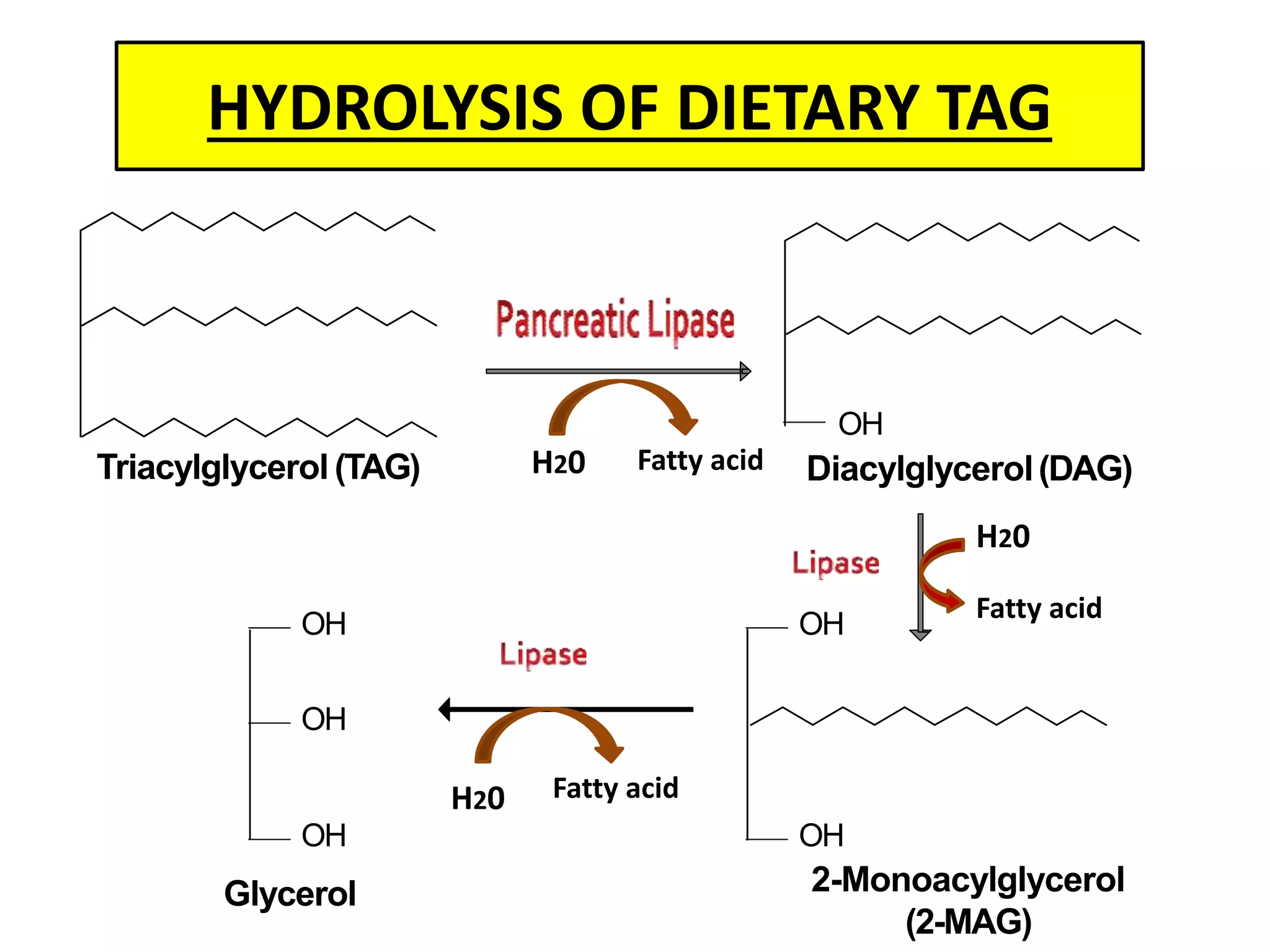 OH
OH
OH
OH
OH
OH
Triacylglycerol (TAG) Diacylglycerol(DAG)
2-Monoacylglycerol
(2-MAG)
Glycerol
Fatty acidH20
Fatty acid
H20
H20 Fatty acid
HYDROLYSIS OF DIETARY TAG
 