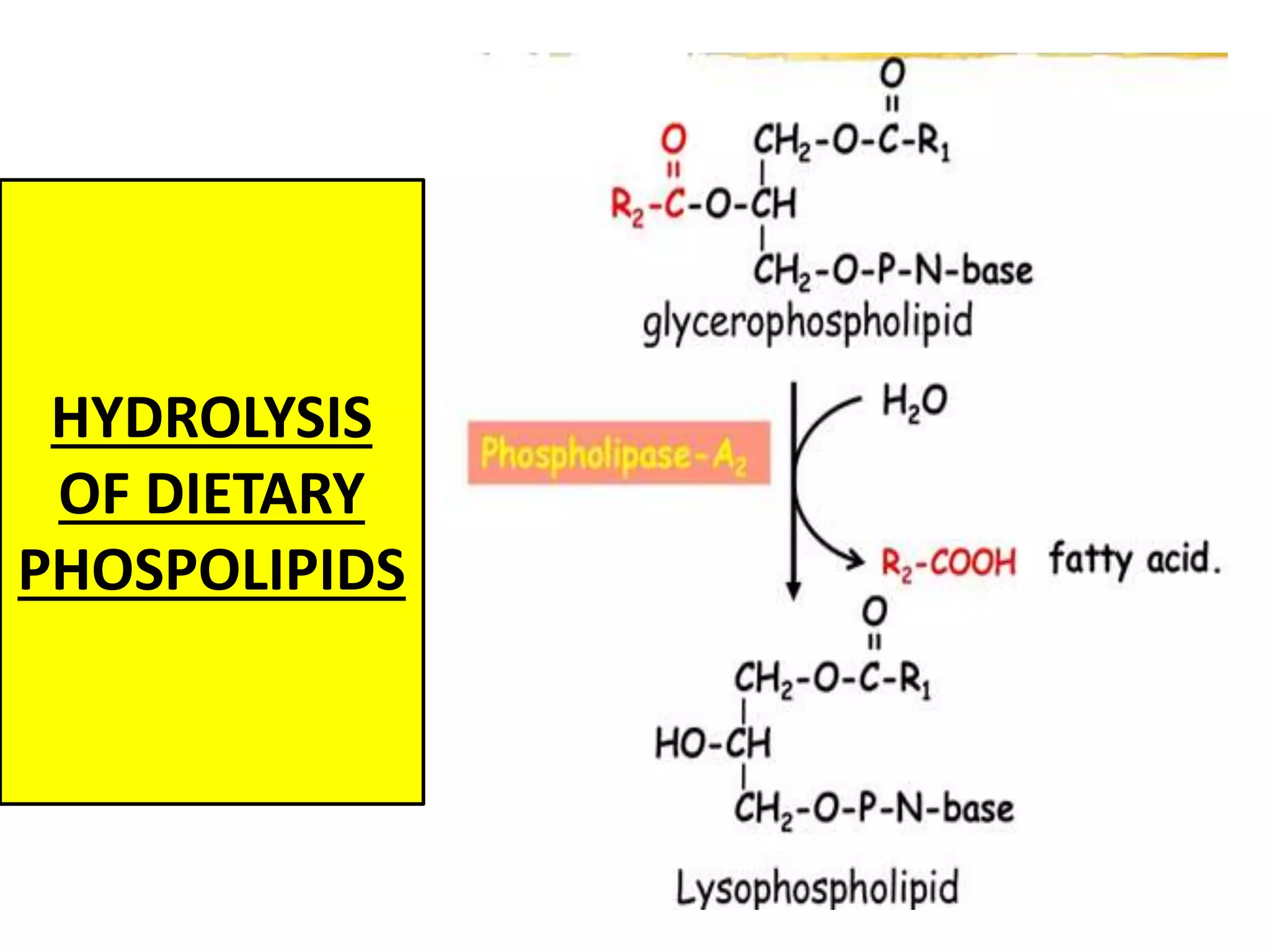 HYDROLYSIS
OF DIETARY
PHOSPOLIPIDS
 