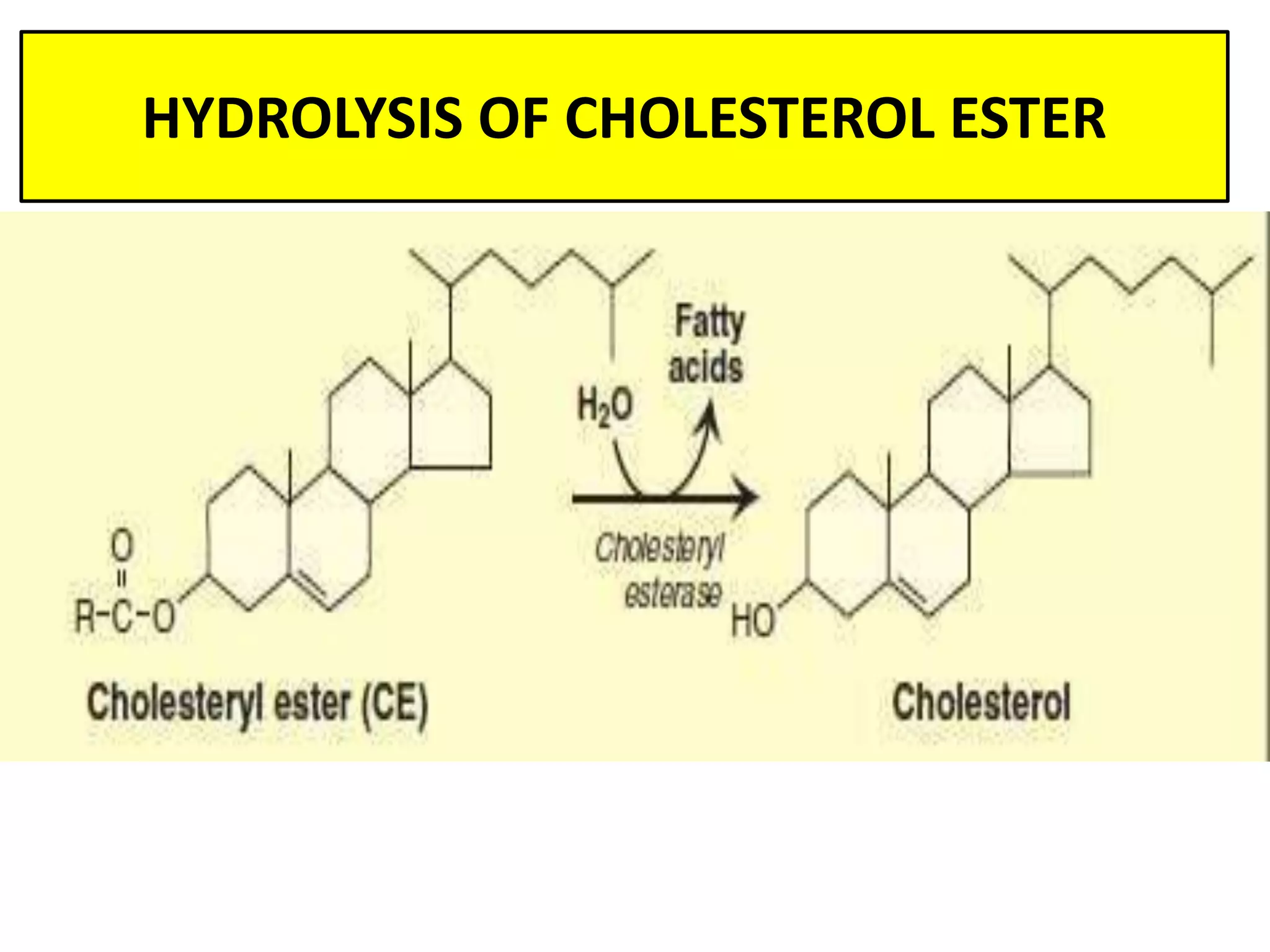 HYDROLYSIS OF CHOLESTEROL ESTER
 