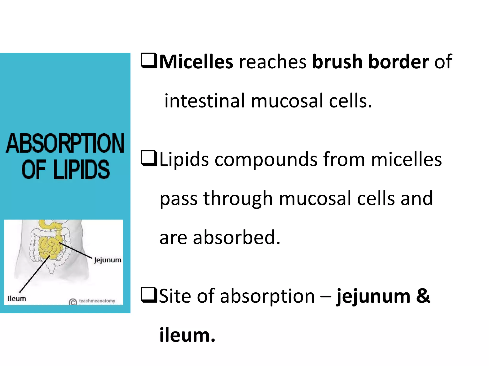 Micelles reaches brush border of
intestinal mucosal cells.
Lipids compounds from micelles
pass through mucosal cells and
are absorbed.
Site of absorption – jejunum &
ileum.
 