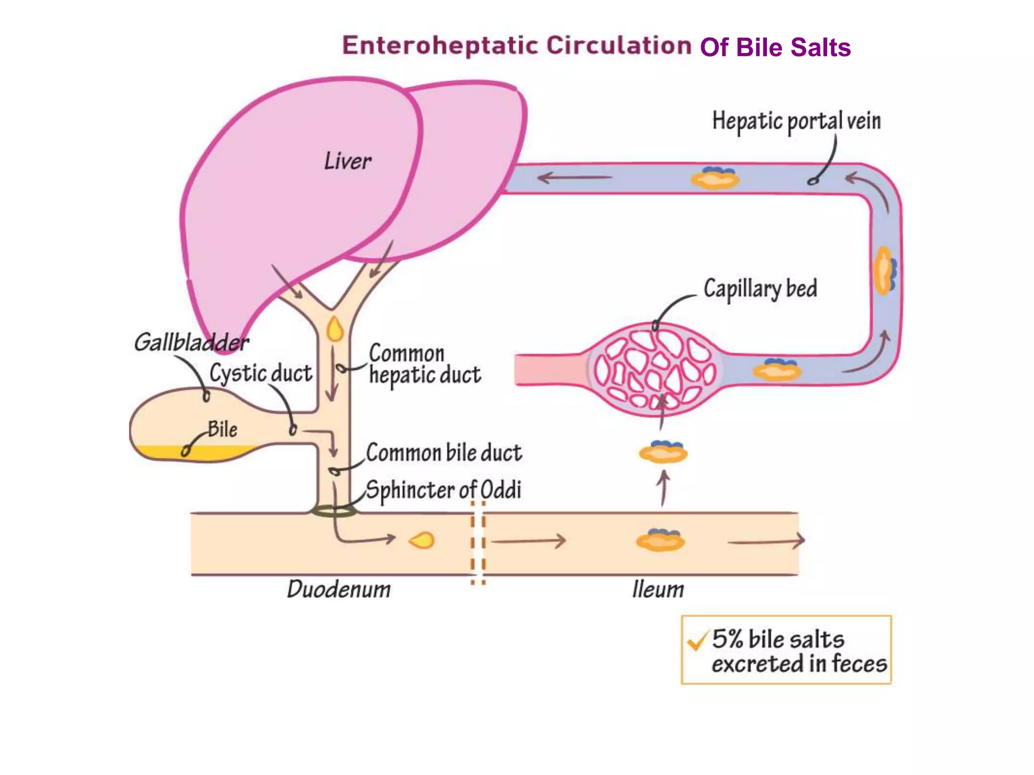 Of Bile Salts
 