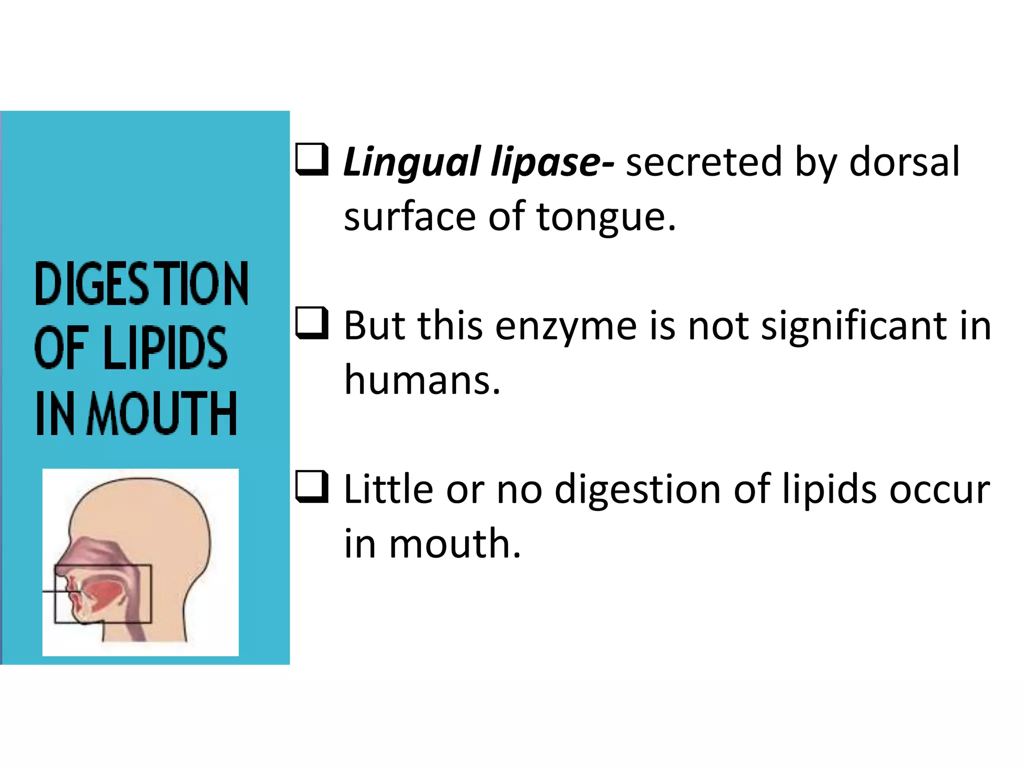  Lingual lipase- secreted by dorsal
surface of tongue.
 But this enzyme is not significant in
humans.
 Little or no digestion of lipids occur
in mouth.
 