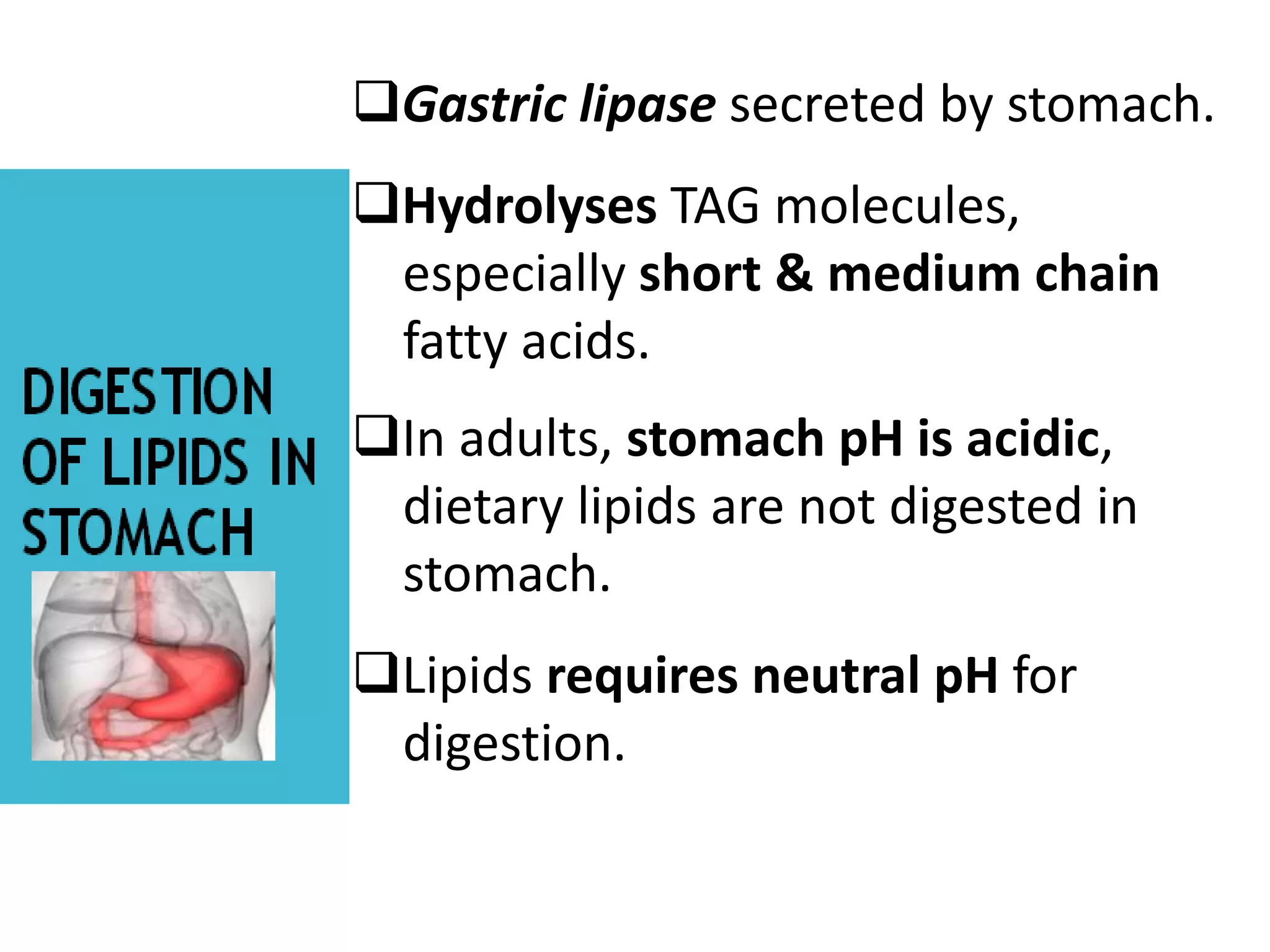 Gastric lipase secreted by stomach.
Hydrolyses TAG molecules,
especially short & medium chain
fatty acids.
In adults, stomach pH is acidic,
dietary lipids are not digested in
stomach.
Lipids requires neutral pH for
digestion.
 