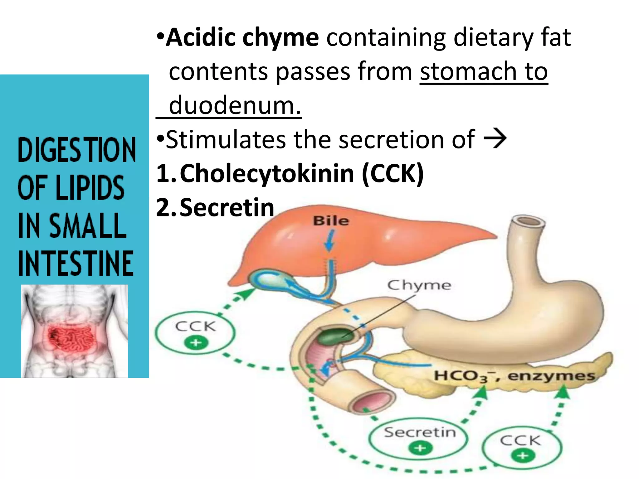 •Acidic chyme containing dietary fat
contents passes from stomach to
duodenum.
•Stimulates the secretion of 
1.Cholecytokinin (CCK)
2.Secretin
 