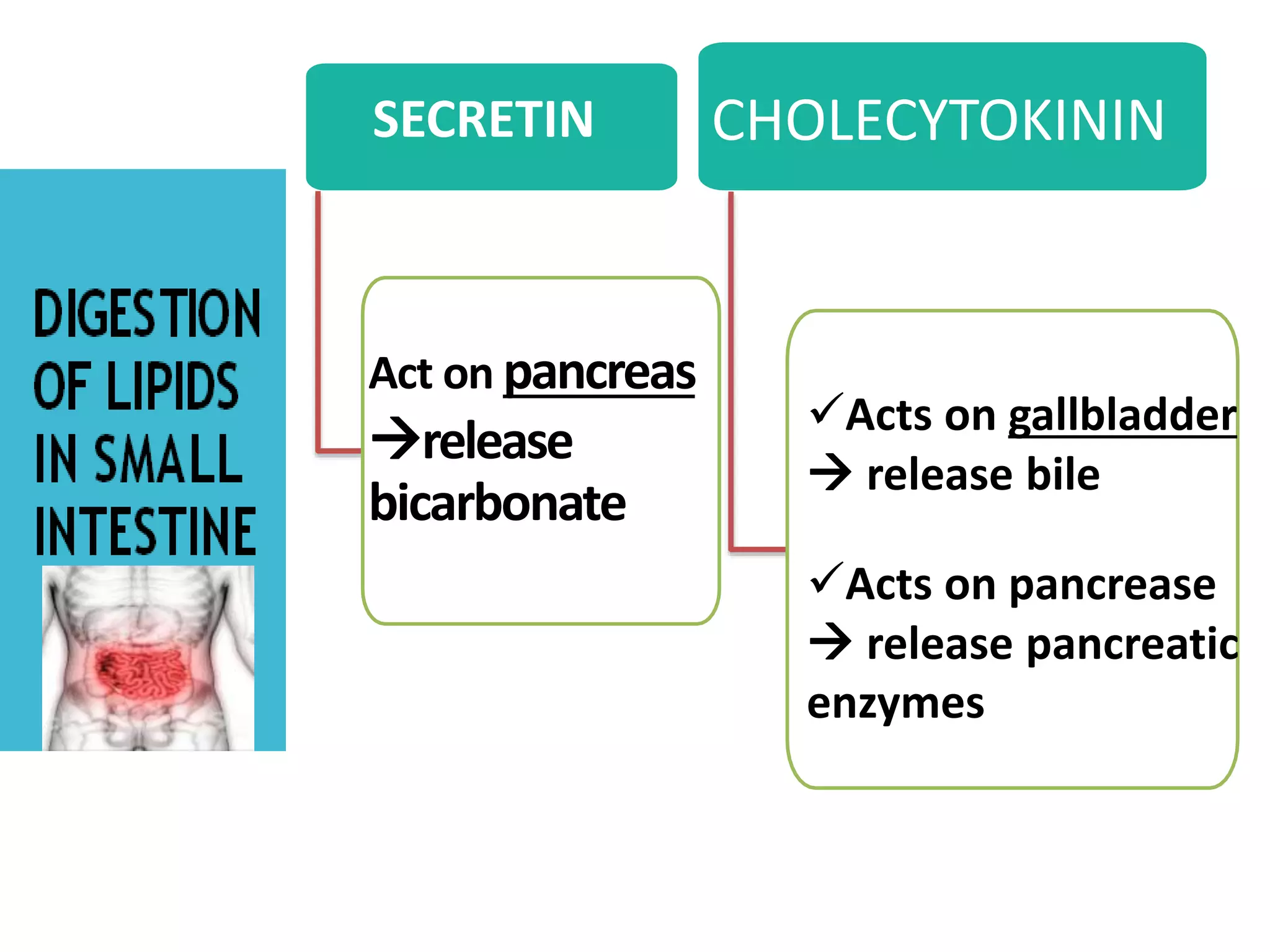 Act on pancreas
release
bicarbonate
CHOLECYTOKININSECRETIN
Acts on gallbladder
 release bile
Acts on pancrease
 release pancreatic
enzymes
 
