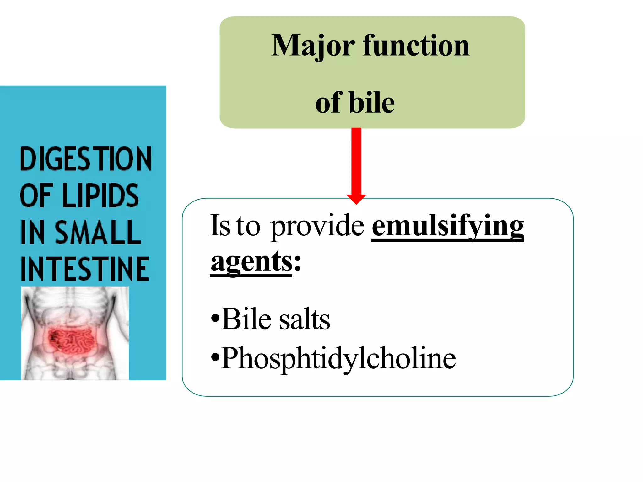 Major function
of bile
Isto provide emulsifying
agents:
•Bile salts
•Phosphtidylcholine
 