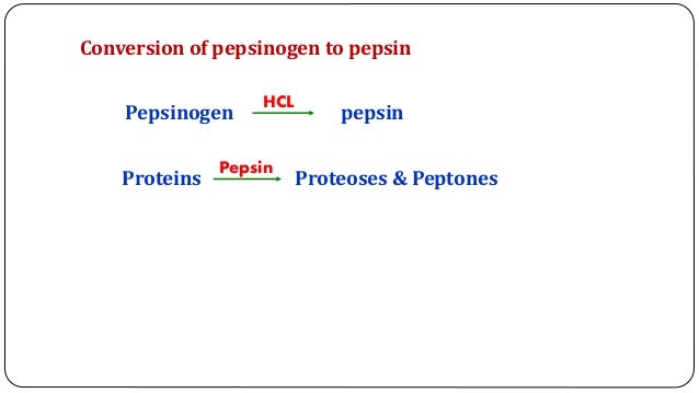 How is pepsinogen converted to pepsin?