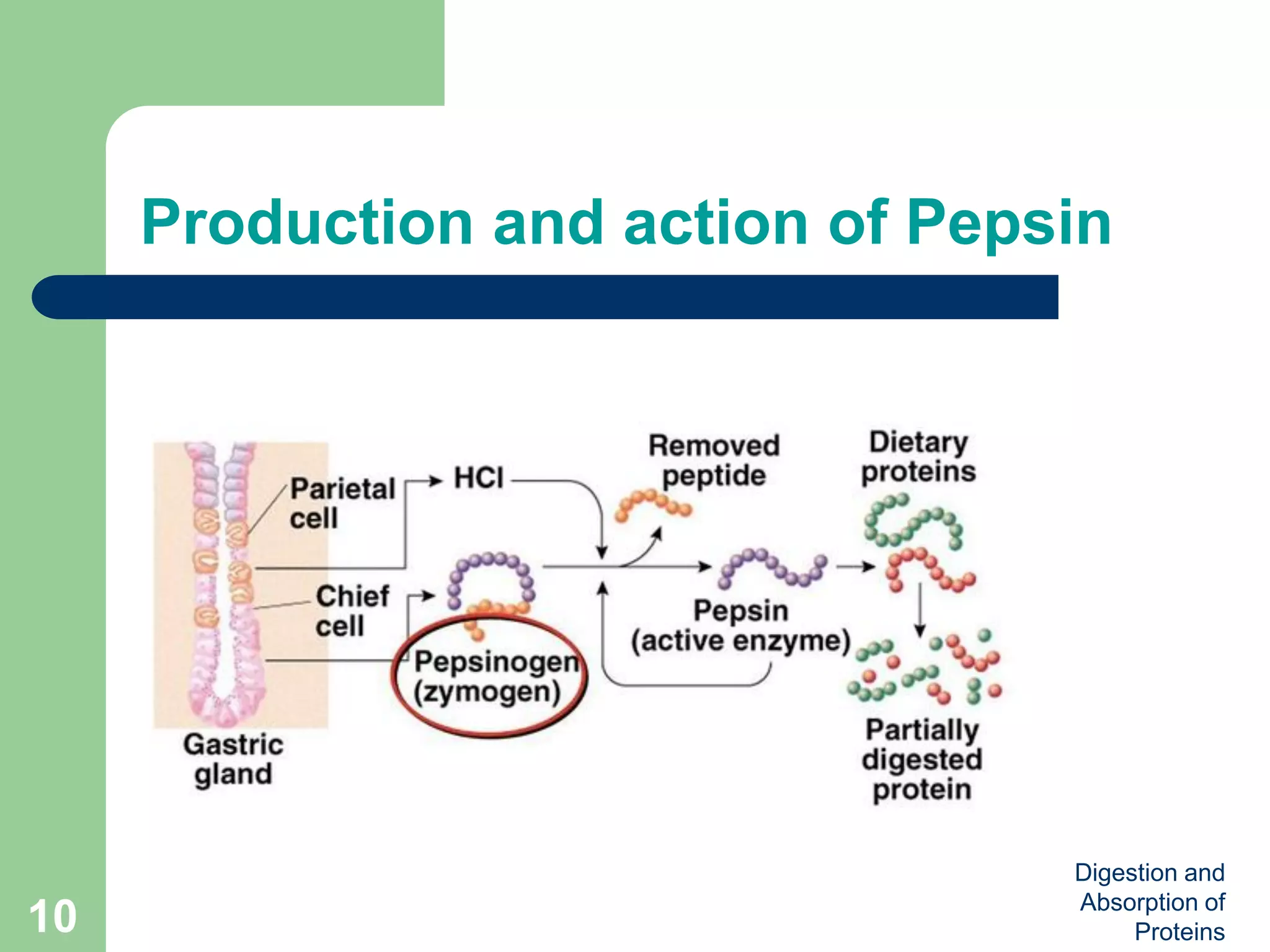 Protins Absorption Digestion and absorption of proteins (Biochemistry) | PDF