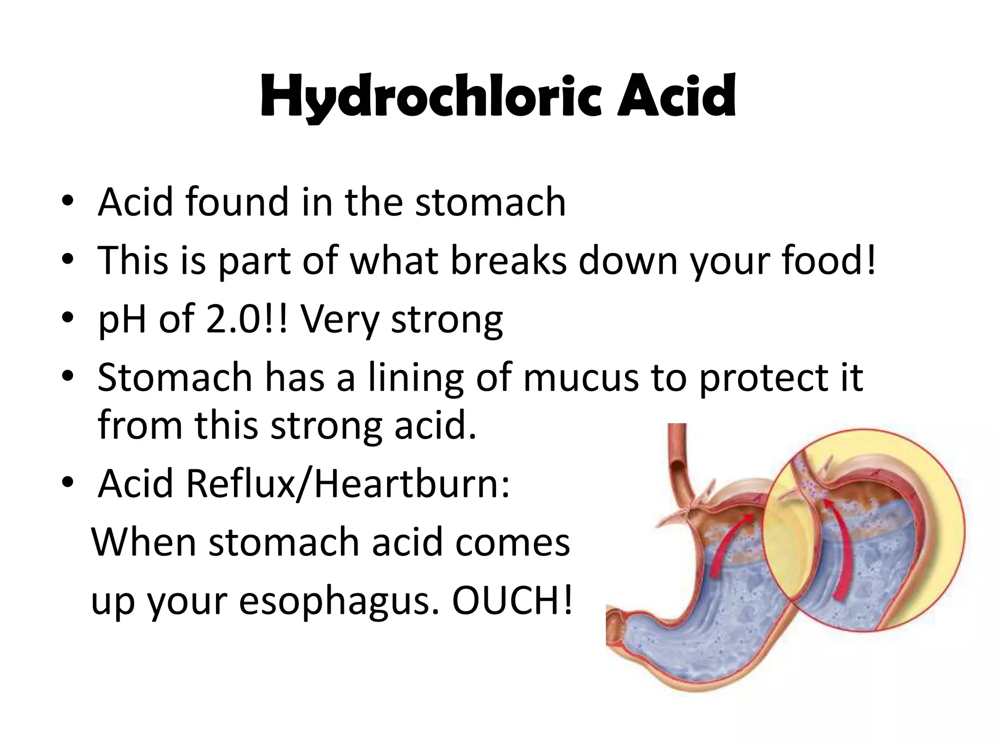 Hydrochloric Acid
• Acid found in the stomach
• This is part of what breaks down your food!
• pH of 2.0!! Very strong
• Stomach has a lining of mucus to protect it
from this strong acid.
• Acid Reflux/Heartburn:
When stomach acid comes
up your esophagus. OUCH!