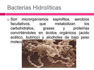 Bacterias Hidrolíticas


Son microrganismos saprofitos, aerobios
facultativos,
que
metabolizan
los
carbohidratos,
grasas
y
proteínas
convirtiéndoles en ácidos orgánicos (acido
acético, butírico) y alcoholes de bajo peso
molecular.

 