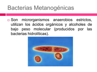 Bacterias Metanogénicas


Son microrganismos anaerobios estrictos,
utilizan los ácidos orgánicos y alcoholes de
bajo peso molecular (producidos por las
bacterias hidrolíticas).

 