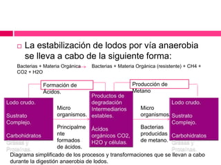 

La estabilización de lodos por vía anaerobia
se lleva a cabo de la siguiente forma:

Bacterias + Materia Orgánica
CO2 + H2O

Formación de
Ácidos.
Micro
organismos.

Bacterias + Materia Orgánica (resistente) + CH4 +

Producción de
Metano
Micro
organismos.

Bacterias
Principalme
producidas
nte
de metano.
formados
de ácidos.
Diagrama simplificado de los procesos y transformaciones que se llevan a cabo
durante la digestión anaerobia de lodos.

 